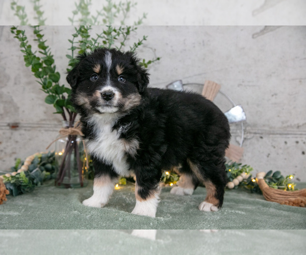 Medium Photo #1 Australian Shepherd Puppy For Sale in CAMDEN, MI, USA
