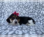 Small #6 Beagle
