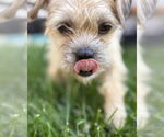 Small #1 Border Terrier Mix