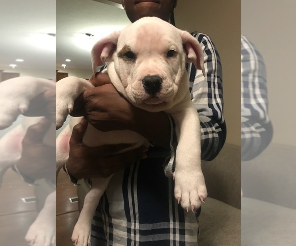 Medium Photo #3 American Bully Puppy For Sale in BOONE, IA, USA