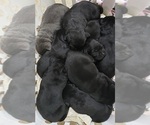 Small Photo #6 Labrador Retriever Puppy For Sale in OLYMPIA, WA, USA