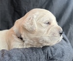Small #2 Golden Retriever