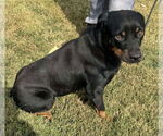Small #1 Rottweiler