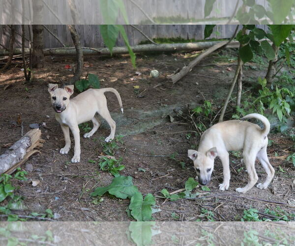 Medium Photo #14 Labrador Retriever-Unknown Mix Puppy For Sale in Sebec, ME, USA
