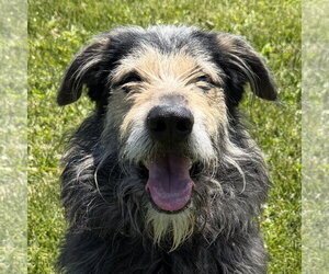 Irish Wolfhound-Unknown Mix Dogs for adoption in Jefferson, WI, USA
