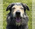 Small Irish Wolfhound Mix
