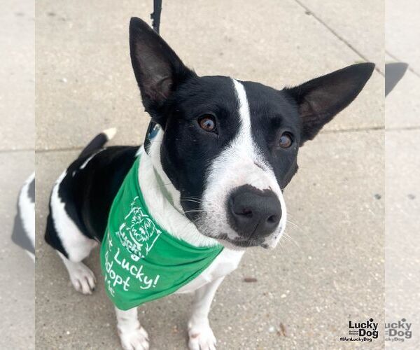 Medium Photo #6 Mutt Puppy For Sale in Washington, DC, USA