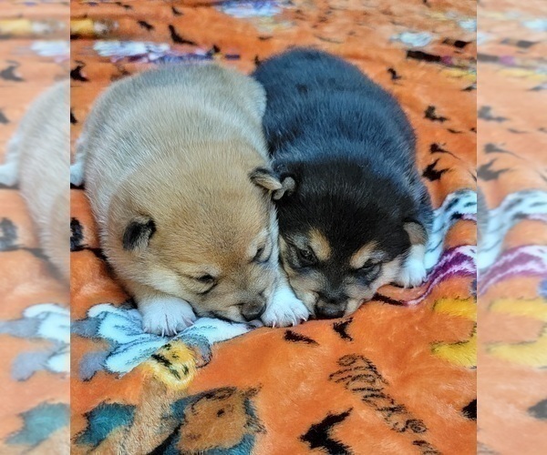 Medium Photo #12 Shiba Inu Puppy For Sale in MANITO, IL, USA