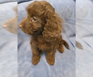Maltipoo Puppy for sale in GRANDVILLE, MI, USA