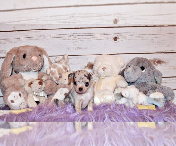 Medium Photo #25 Chihuahua Puppy For Sale in CHARLESTON, AR, USA