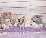 Small Photo #25 Chihuahua Puppy For Sale in CHARLESTON, AR, USA