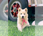 Small Photo #18 German Shepherd Dog Puppy For Sale in WASHINGTON, NJ, USA