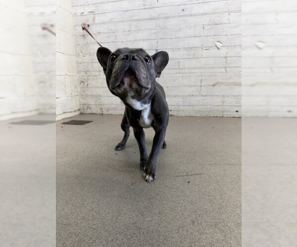 Medium Photo #1 French Bulldog Puppy For Sale in San Bernardino, CA, USA