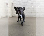 Small French Bulldog