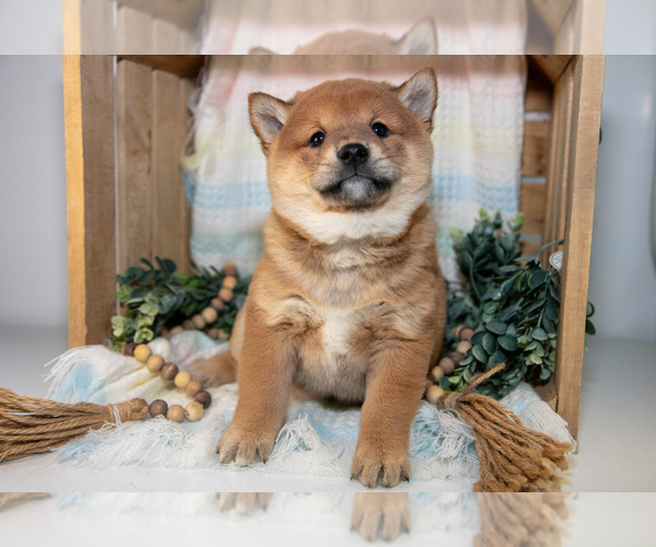 Medium Photo #2 Shiba Inu Puppy For Sale in TOPEKA, IN, USA