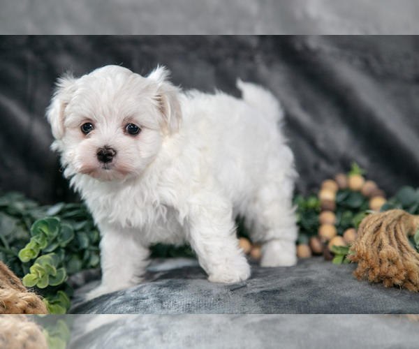 Medium Photo #1 Maltese Puppy For Sale in HOLMESVILLE, OH, USA