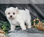 Puppy Amber Maltese