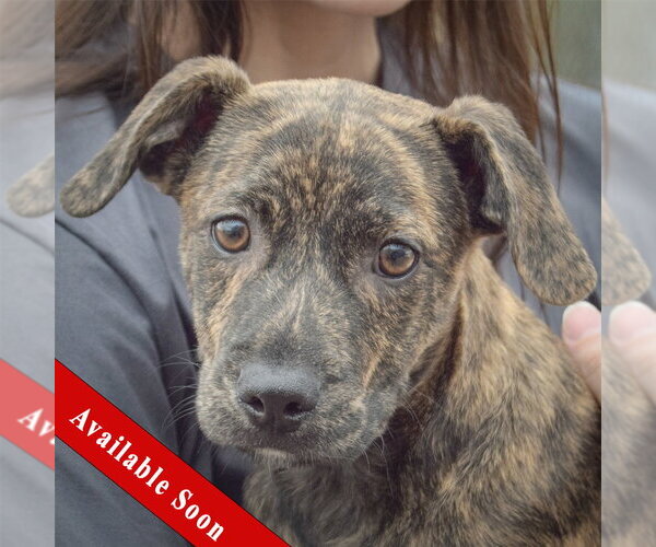 Medium Photo #1 Labrador Retriever-Unknown Mix Puppy For Sale in Huntley, IL, USA