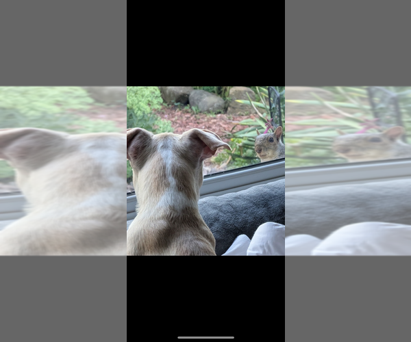 Medium Photo #3 Boston Terrier Puppy For Sale in PRAIRIE DU SAC, WI, USA