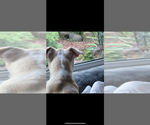 Small #2 Boston Terrier
