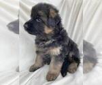 Small Photo #1 German Shepherd Dog Puppy For Sale in WALLA WALLA, WA, USA