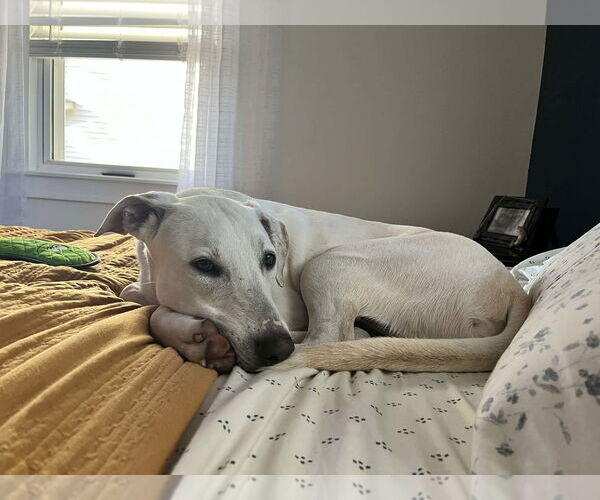 Medium Photo #3 - Mix Puppy For Sale in Greenville, SC, USA