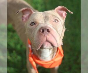 American Staffordshire Terrier Dogs for adoption in San Antonio, TX, USA