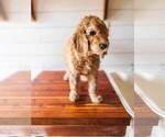 Small Photo #6 Poodle (Standard) Puppy For Sale in WAGENER, SC, USA