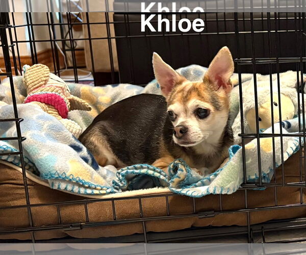 Medium Photo #11 Chihuahua-Unknown Mix Puppy For Sale in Boonton, NJ, USA