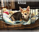 Small #10 Chihuahua Mix