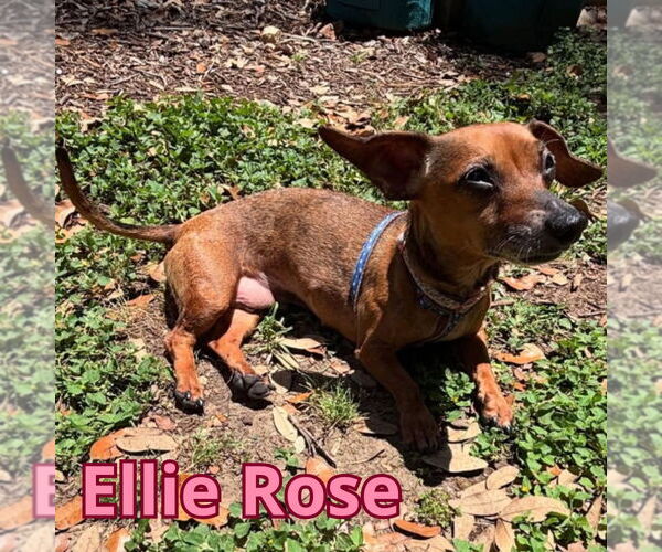 Medium Photo #2 Dachshund Puppy For Sale in San Antonio, TX, USA