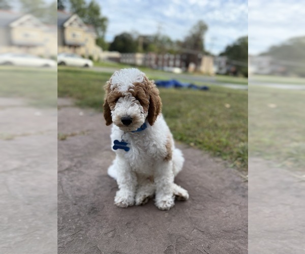 Medium Photo #1 Goldendoodle Puppy For Sale in PORTLAND, CT, USA