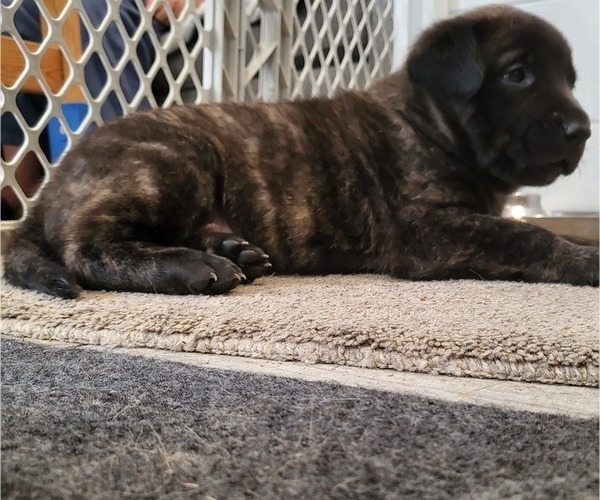 Medium Photo #7 Dutch Shepherd Dog Puppy For Sale in LEANDER, TX, USA