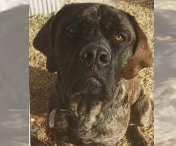 Medium Photo #10 Mastiff Puppy For Sale in MITCHELL, NE, USA