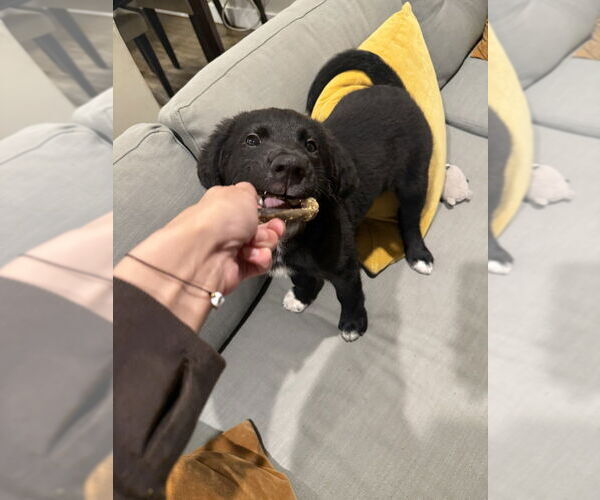 Medium Photo #4 Great Pyrenees-Unknown Mix Puppy For Sale in Brooklyn, NY, USA