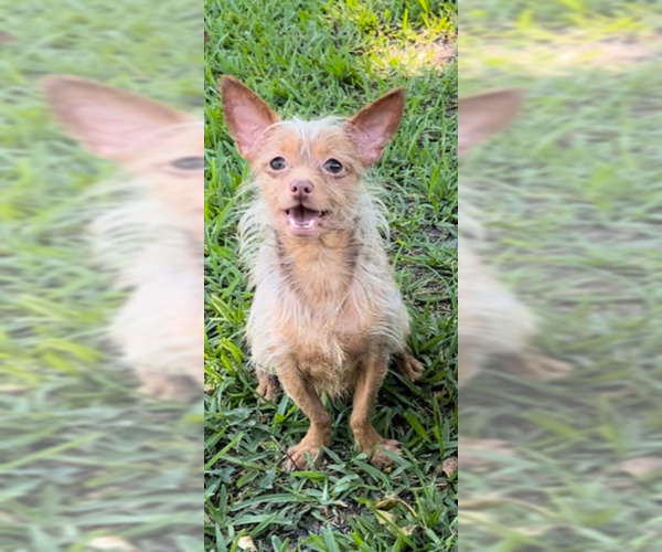 Medium Photo #2 Mutt Puppy For Sale in Weston, FL, USA