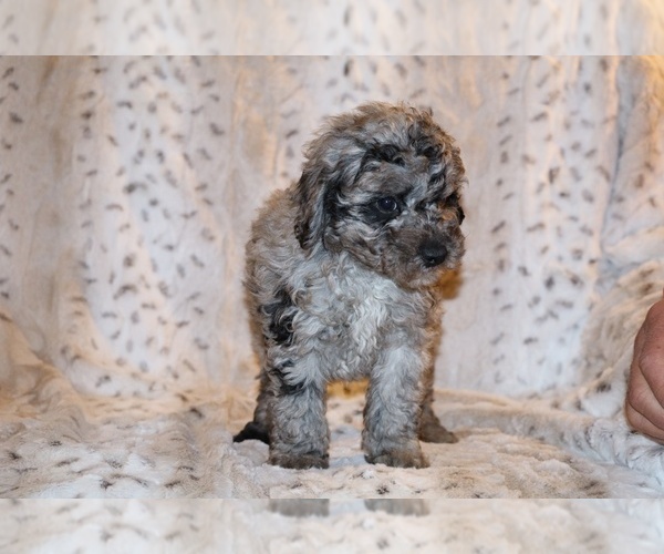 Medium Photo #25 Poodle (Toy) Puppy For Sale in DYERSBURG, TN, USA