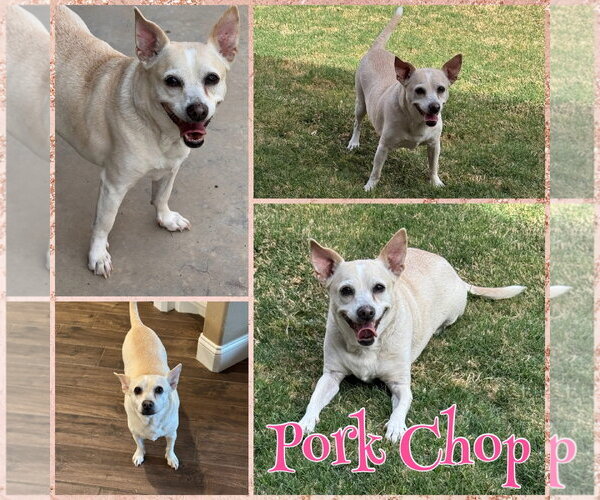 Medium Photo #1 Chihuahua-Unknown Mix Puppy For Sale in New London, WI, USA