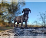 Small #3 Catahoula Leopard Dog