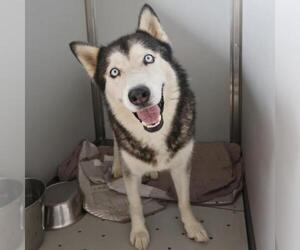 Siberian Husky-Unknown Mix Dogs for adoption in San Antonio, TX, USA