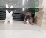 Small Photo #3 French Bulldog Puppy For Sale in W SACRAMENTO, CA, USA