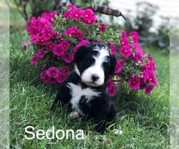Medium Photo #21 Bernedoodle Puppy For Sale in BRYANT, IA, USA