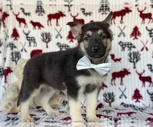 German Shepherd Dog Puppy for sale in LANCASTER, PA, USA