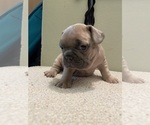 Puppy 1 French Bulldog