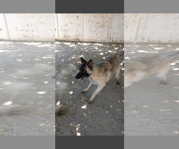 Medium Photo #4 Mutt Puppy For Sale in Apple Valley, CA, USA