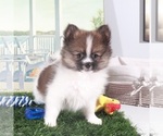 Small #2 Pomeranian