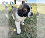 Small Photo #1 Saint Bernard Puppy For Sale in SUPERIOR, WI, USA