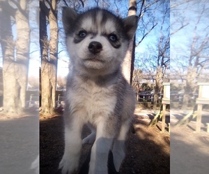 Siberian Husky Puppy for sale in FLORENCE, SC, USA