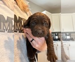 Small Photo #3 Labrador Retriever Puppy For Sale in HEMLOCK, NY, USA