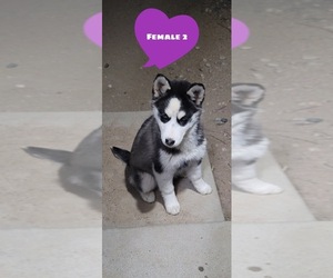 Siberian Husky Puppy for sale in PEYTON, CO, USA